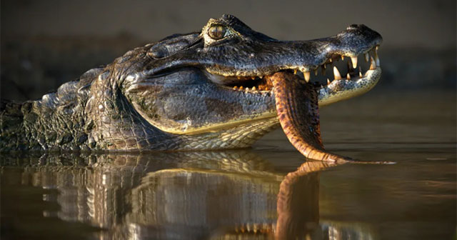 Black caiman crocodile - apex predator