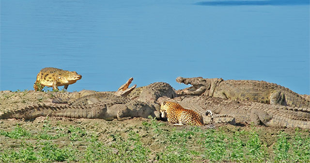 Blind leopard fights with crocodiles over antelope carcass