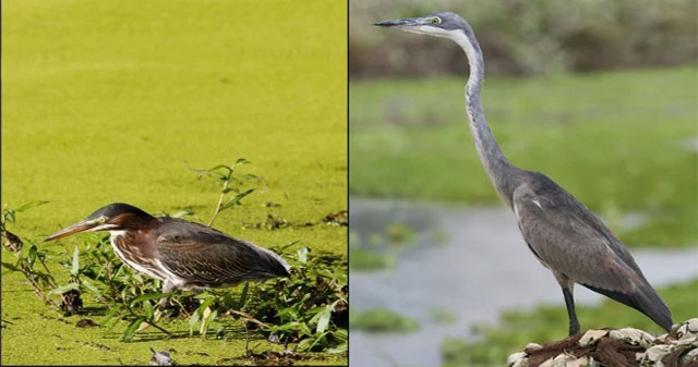 Blue heron - a magical bird that only needs to shrink its neck to turn into... 2 different species