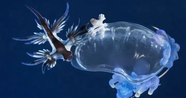 Blue Sea Dragon: A Sea Slug That Possesses Beauty As If It Came Out Of 