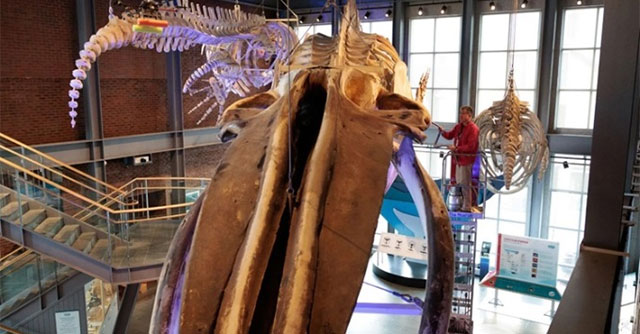 Blue whale skeleton still leaking oil 26 years after death