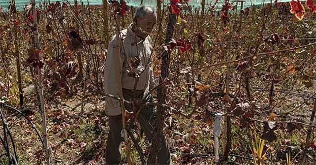 Bold idea: Growing grapes in the driest desert in the world