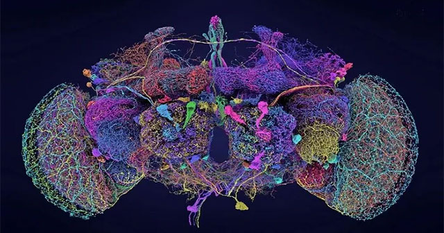 Brain mapping - a milestone in neurobiological research