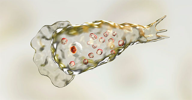 Brain-Eating Amoeba: Causes, Symptoms, and Treatment