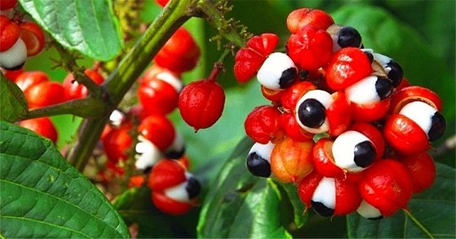 'Brazilian apple': A miracle fruit for health, more valuable than coffee