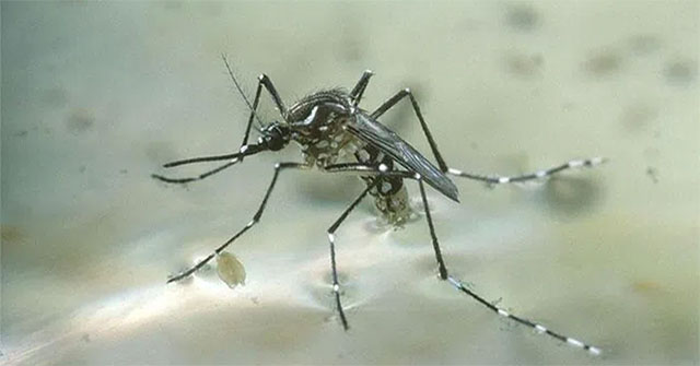 Breakthrough discovery on how mosquitoes choose 'victims' to suck blood