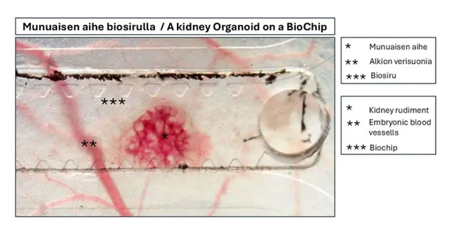 Breakthrough in artificial organ culture