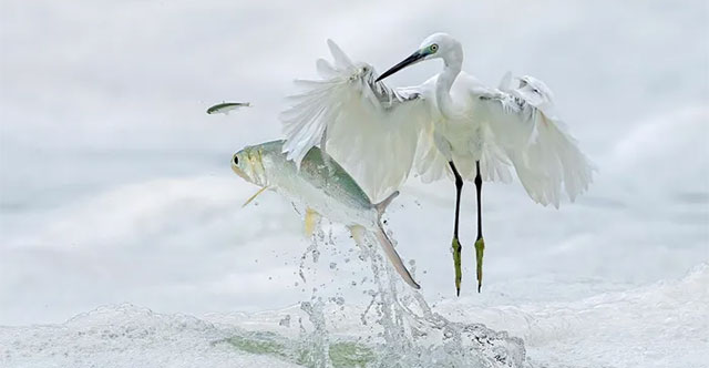 Breathtaking first-ever photos of animals