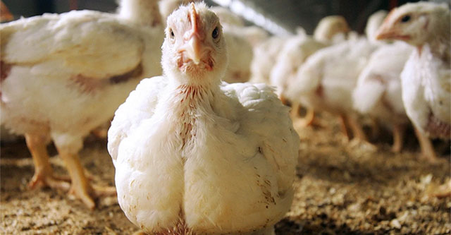 British company's bold idea: Turning chicken feathers into food