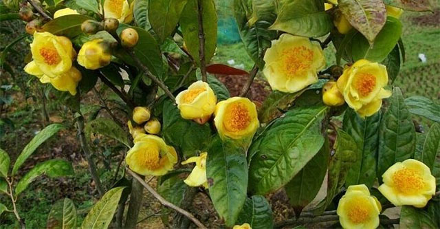 Building a process for producing medicinal varieties from 3 species of yellow camellia