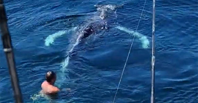 California angler rescues whale caught in lobster trap and unexpected ending