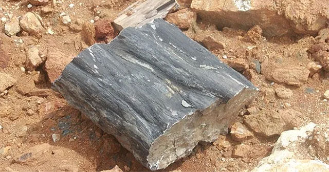Cambodia discovers oldest wood fossil ever