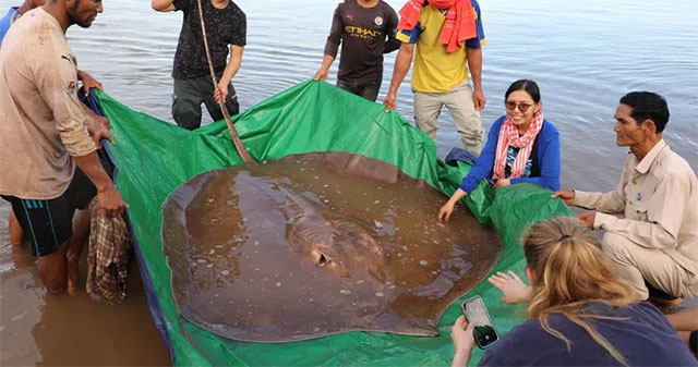 Cambodian fishermen caught a giant stingray in the Mekong River