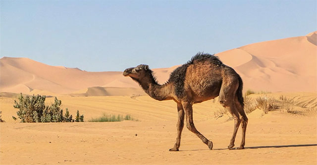 Camels how to survive in the barren desert?