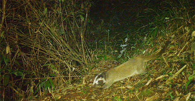 Camera traps detect some rare animals in Hoang Lien National Park