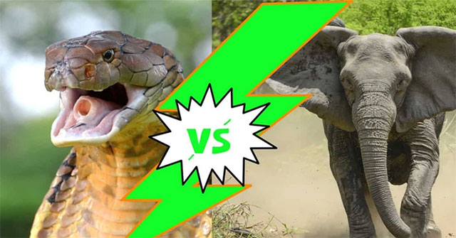 Can a king cobra kill an African elephant?