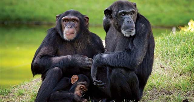 Can animals heal themselves?