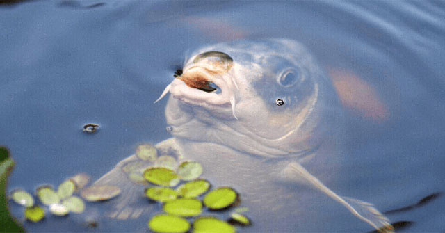 Can carp live 10 years in a tank without feeding?