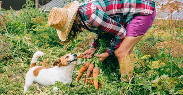 Can cats and dogs be vegetarian?