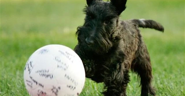 Can dogs understand the meaning of many nouns?