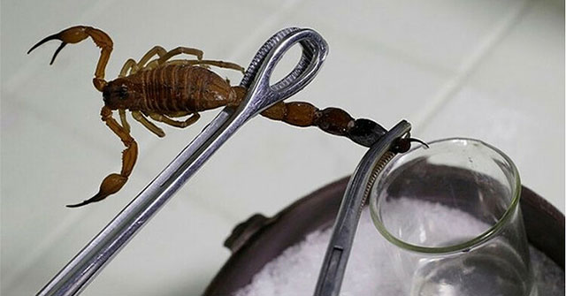 Can scorpion essence cure cancer?