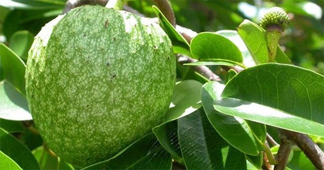 Can traditional medicine and traditional medicine cure cancer?
