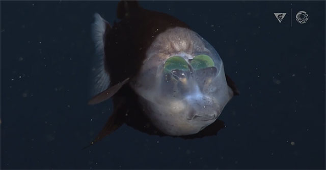 Capture the rare sight of a transparent head fish swimming at a depth of 800m