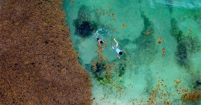 Caribbean scientists turn harmful seaweed into car fuel