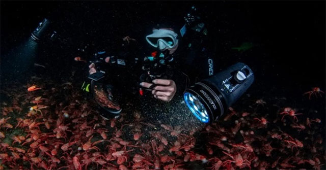 Carpets of tuna and crabs cover the California seabed