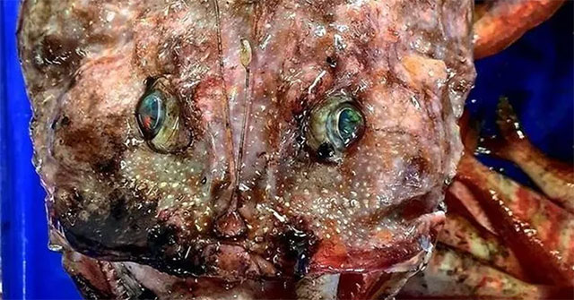 Catch the mysterious creature like in the deep sea horror movie