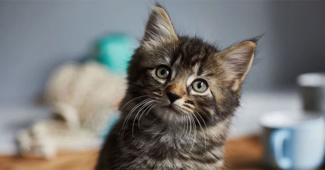 Cats' brains are shrinking and it's human's fault