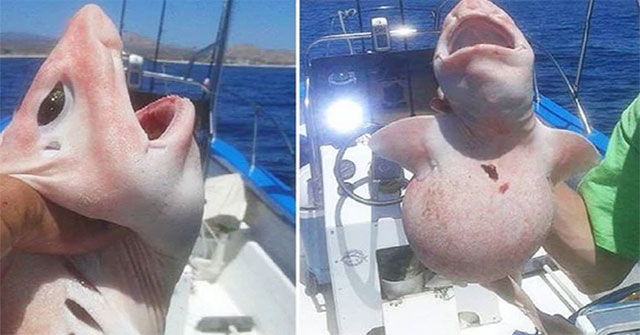 Caught a strange pink creature in the sea, the whole boat quickly released it after knowing its origin