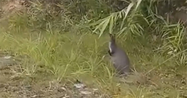 Caught three kangaroos in the wild in Cao Bang