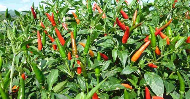 Chili leaves thought to be discarded but extremely good for health