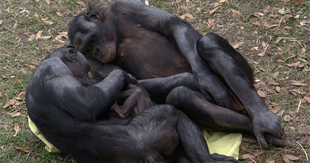 Chimpanzees are sex-crazed creatures, doing 'it' anytime, anywhere.