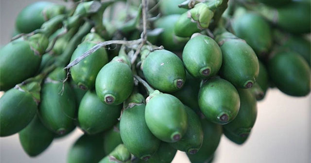 China buys Vietnamese areca nuts heavily: It turns out this fruit can be processed into so many things!