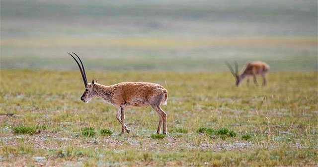 China deciphers DNA mystery that helps Tibetan antelope survive on plateau