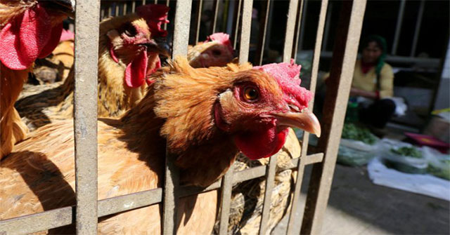 China detected the first person infected with avian influenza virus H10N3