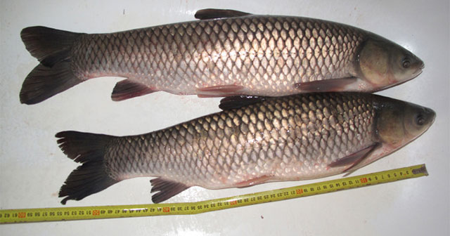 China develops boneless grass carp chips