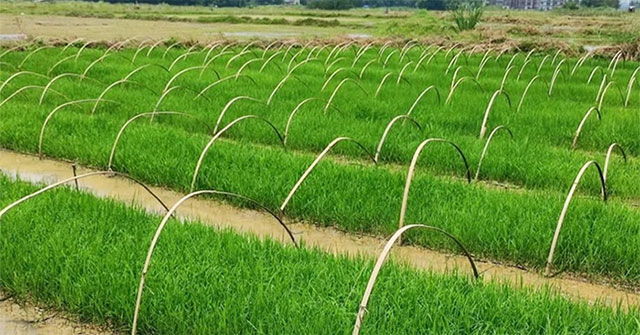 China develops strange hybrid rice: Plant once, harvest for many years