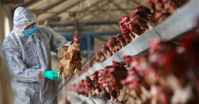 China discovers new flu virus, has the potential to become a pandemic