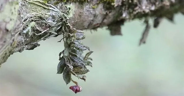 China discovers new orchid species in giant panda habitat