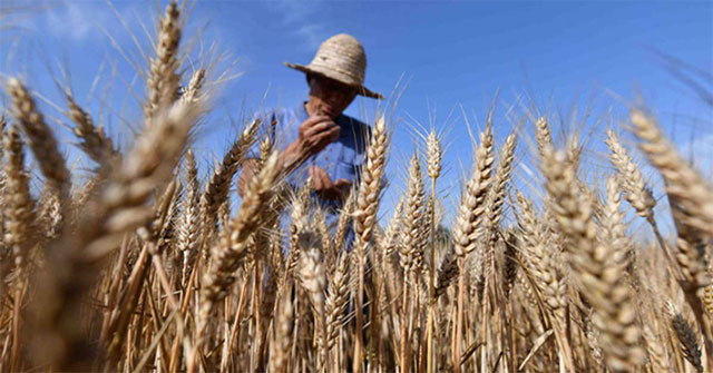 China edits genes to create disease-resistant wheat