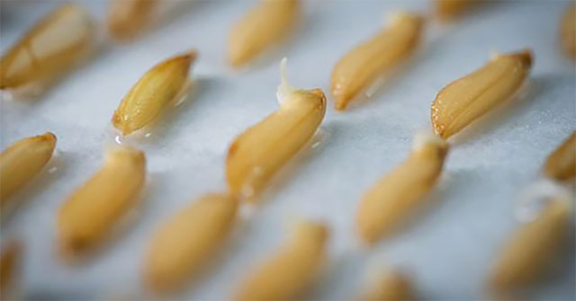 China promotes genetically modified crops in space