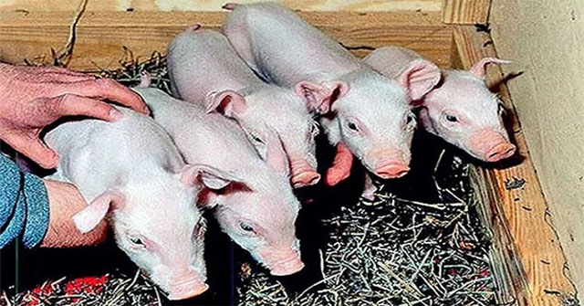 China released the world's first robot cloned pig