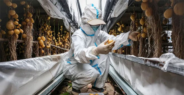 China researches weather-resistant potatoes