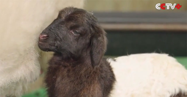 China successfully cloned Tibetan goats