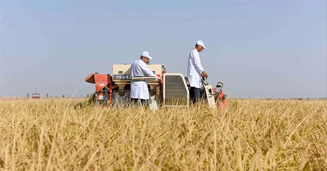 China successfully grows rice in harsh desert regions