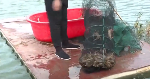 China tests green crab farming in the desert