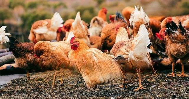 China urgently mobilizes nearly 3 million chickens to destroy insects that cause damage of 100 billion VND each year.